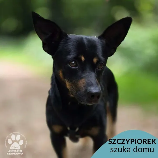 Pies do adopcji, Gdynia, 24 czerwca 2026 (1/5)