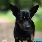 Pies do adopcji