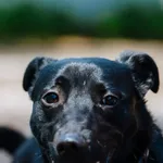 Pies do adopcji