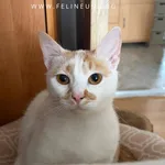 Kot do adopcji