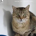 Kot do adopcji