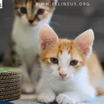 Kot do adopcji