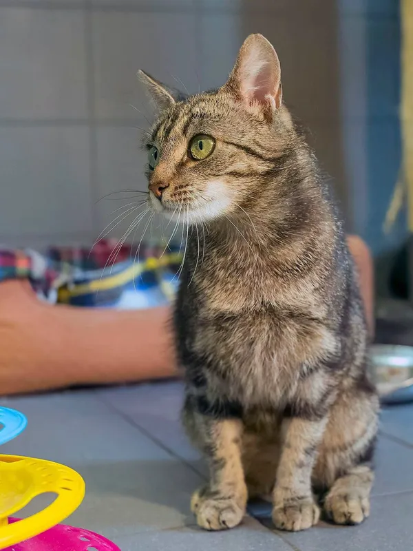 Kot do adopcji, Sopot, 25 czerwca 2026