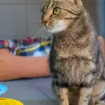 Kot do adopcji