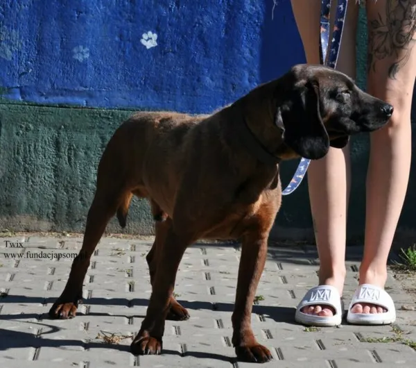 Pies do adopcji, Nowy Dwór Mazowiecki, 24 czerwca 2026 (4/5)