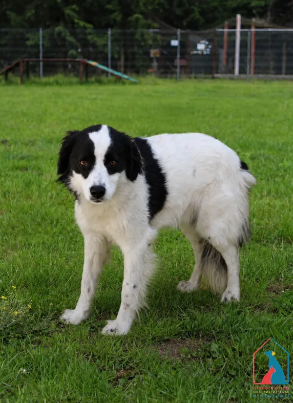 Pies do adopcji, Grudziądz, 3 czerwca 2026