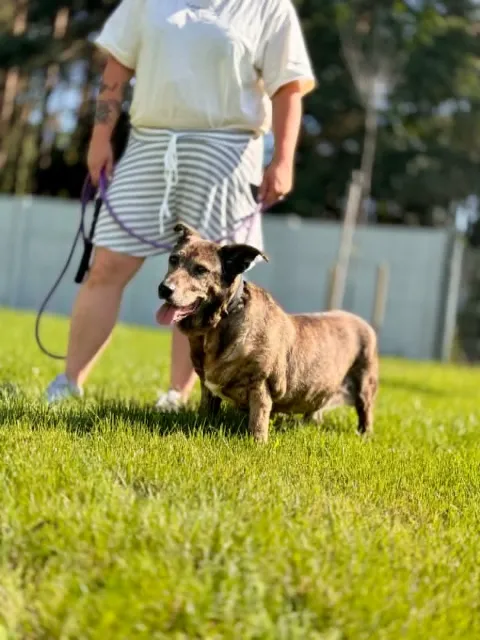 Pies do adopcji, Piła, 7 maja 2026 (4/5)