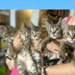 Kot do adopcji
