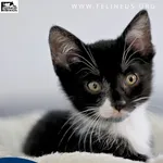 Kot do adopcji