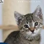Kot do adopcji