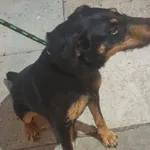 Pies do adopcji