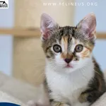 Kot do adopcji