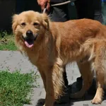 Pies do adopcji
