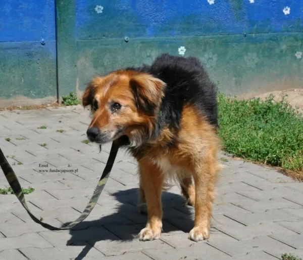 Pies do adopcji, Nowy Dwór Mazowiecki, 27 czerwca 2026 (5/5)