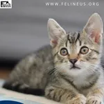 Kot do adopcji