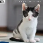 Kot do adopcji