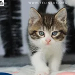 Kot do adopcji