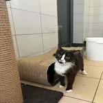 Kot do adopcji