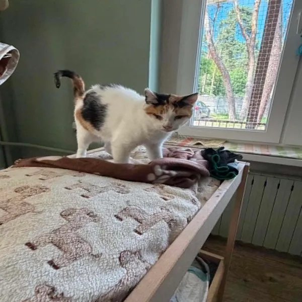 Kot do adopcji, Oborniki, 2 stycznia 2026 (2/2)