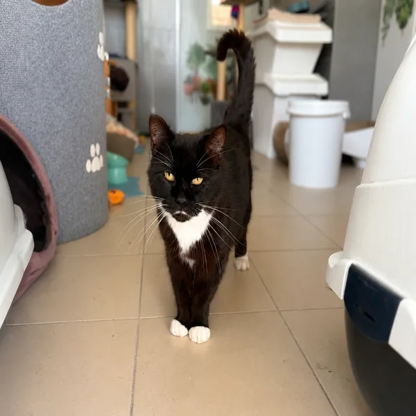 Kot do adopcji, Oborniki, 21 stycznia 2026