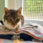 Kot do adopcji