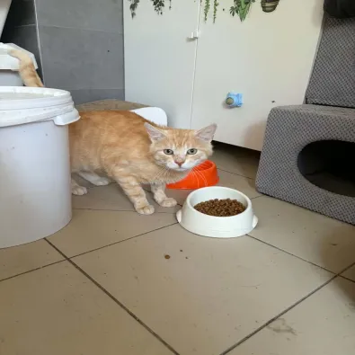 Kot do adopcji, Oborniki, 11 czerwca 2026 (1/4)