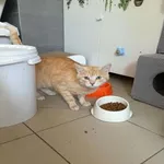 Kot do adopcji