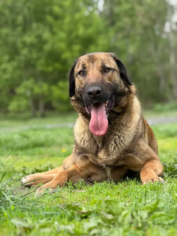 Pies do adopcji, Pieczyska, 28 czerwca 2026 (2/5)