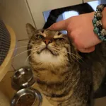 Kot do adopcji