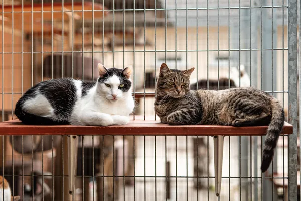 Kot do adopcji, Częstochowa, 27 grudnia 2025 (5/5)