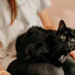 Kot do adopcji