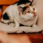 Kot do adopcji