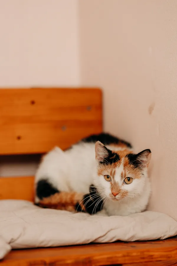 Kot do adopcji, Czartki, 29 czerwca 2026 (5/5)