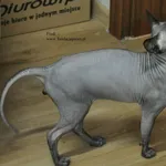 Kot do adopcji