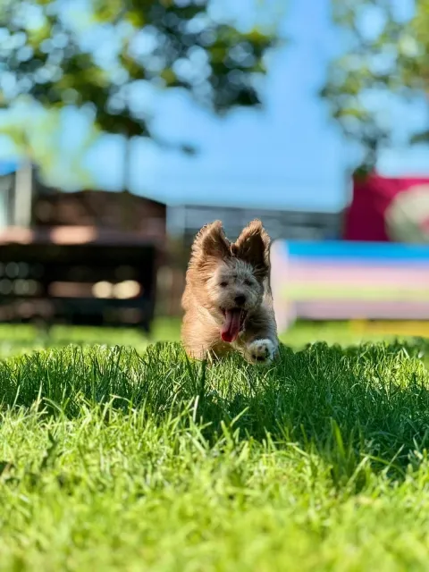 Pies do adopcji, Piła, 15 czerwca 2026 (3/5)