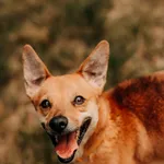 Pies do adopcji