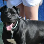 Pies do adopcji