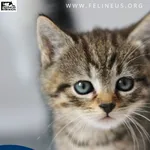 Kot do adopcji