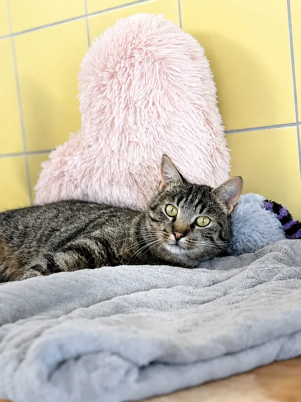 Kot do adopcji, Wrocław, 29 maja 2026