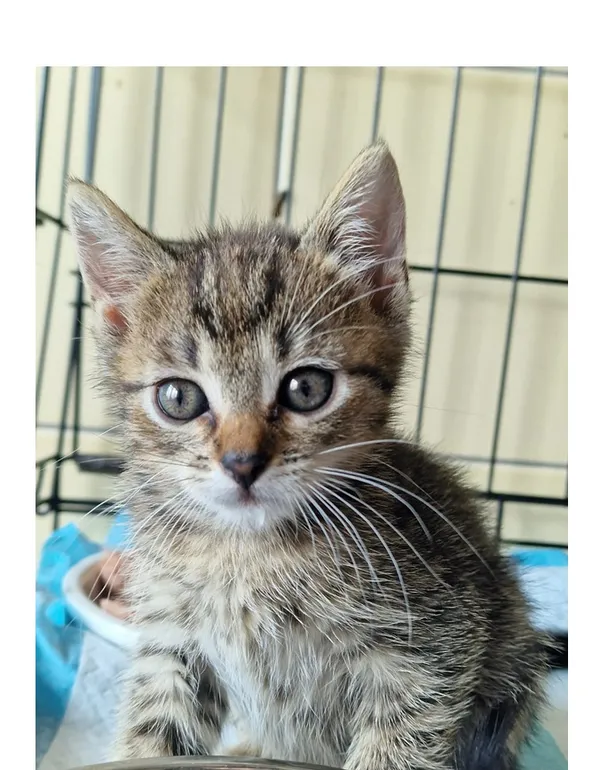 Kot do adopcji, Wrocław, 19 czerwca 2026