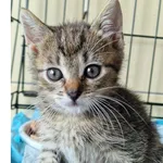 Kot do adopcji