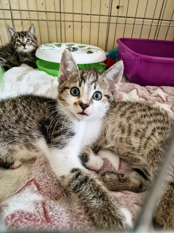 Kot do adopcji, Wrocław, 29 maja 2026
