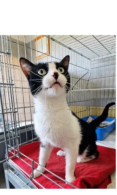Kot do adopcji, Wrocław, 11 czerwca 2026