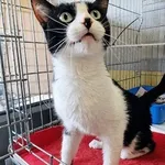 Kot do adopcji