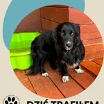 Znaleziono psa