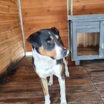Pies do adopcji