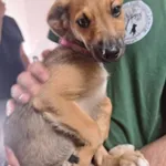 Pies do adopcji