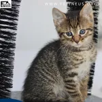 Kot do adopcji
