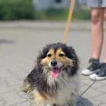 Znaleziono psa