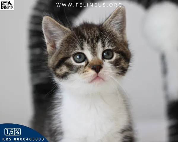 Kot do adopcji, Chmielnik, 1 lipca 2026 (1/4)